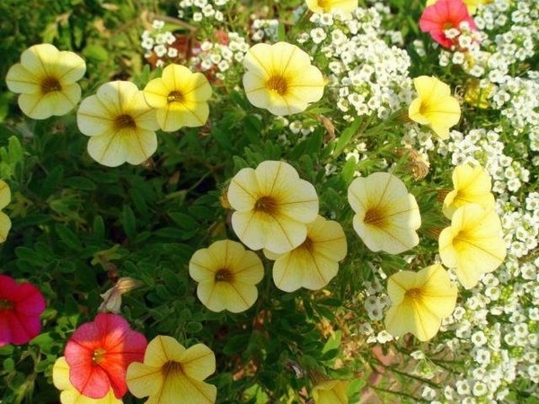 blooming flowers garden flowers ideas yellow petunias fragrant flowers