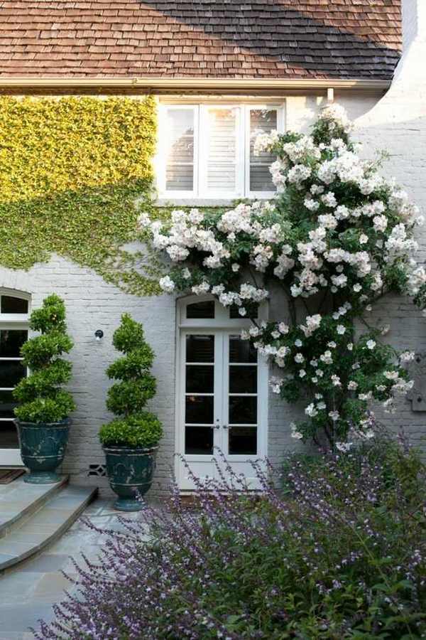 climbing plant ideas beautiful English style facade white Clematis