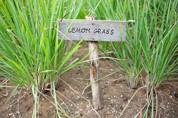 how to grow lemongrass in garden