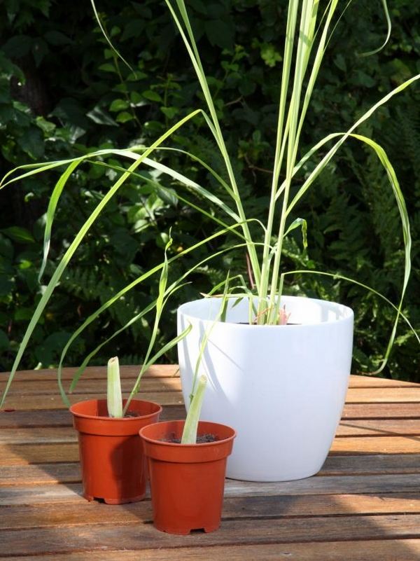 lemon-grass-flower-pot-how-to-grow-use-lemon-grass