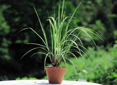 lemon-grass-plants-small-herb-garden-ideas-home-herb-garden