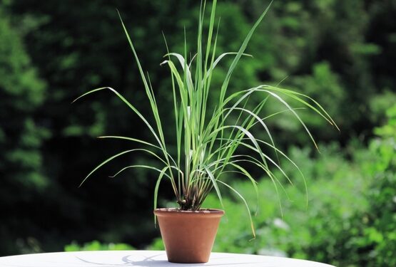 lemon-grass-plants-small-herb-garden-ideas-home-herb-garden