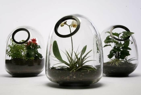 mini garden design indoor garden ideas terrarium orchids plants