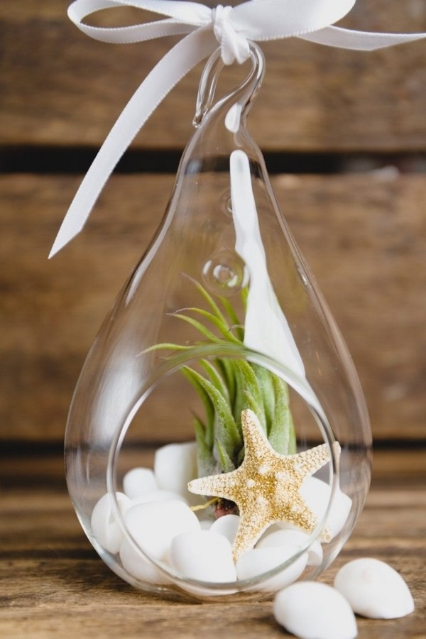 original decorating ideas air plant sea star glass ball stones
