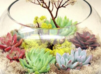 original-home-decorating-ideas-terrarium-plant-ideas-succulents-fresh-colors