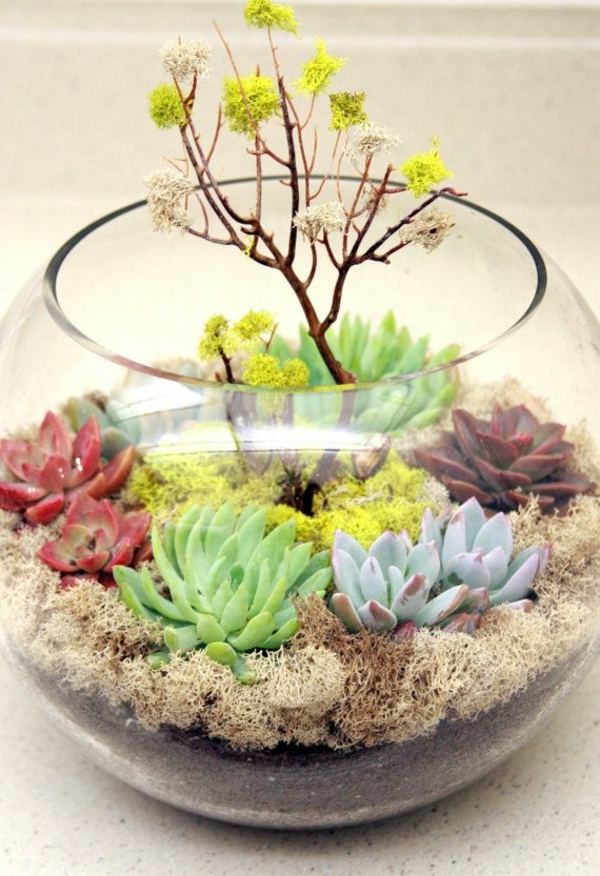 home decoration ideas terrarium plant ideas succulents fresh colors