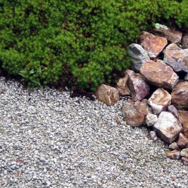rock gravel garden path plants ideas