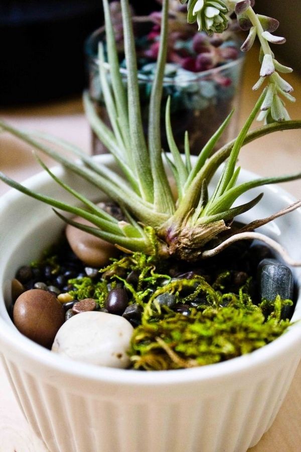 table-decorating-ideas-air-plant-gravel-moss-bowl
