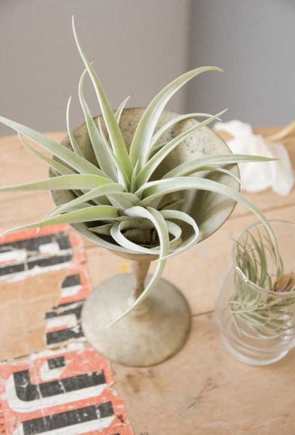 table decoration ideas air plants old glass decoration crafts