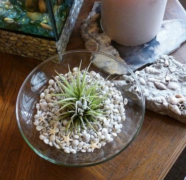 terrarium shells glass bowl mini garden designs