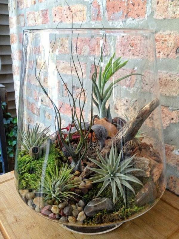 terrarium plants home decorating ideas mini garden ideas