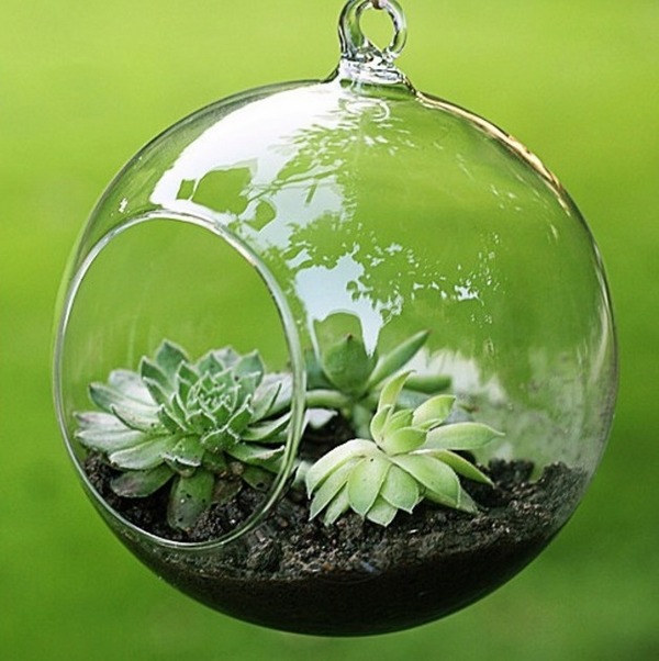 terrarium plants ideas succulents mini garden ideas