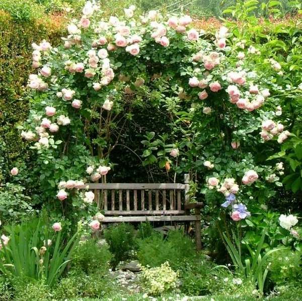 white rose vines sitting area wood bench 