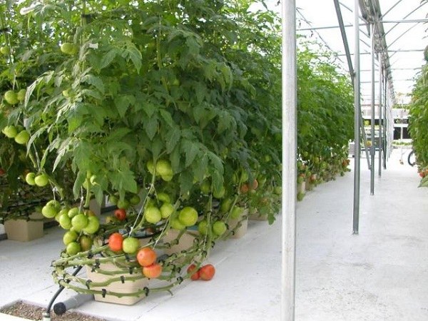 Benefits of hydroponics tomato-hydroponics-plants