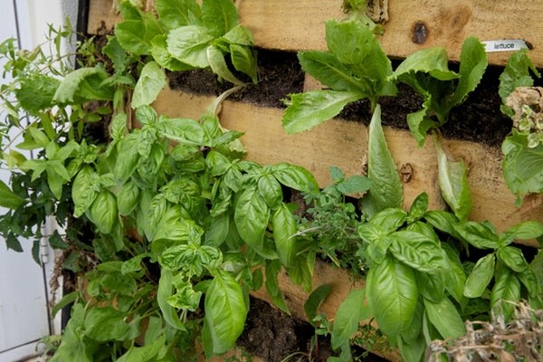 DIY pallet herb garden vertical