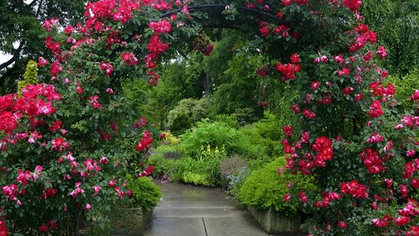 Garden-ideas-roses-garden-path-romantic-garden