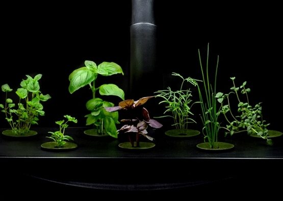 Hydroponic-gardening-planters-indoor-herb-garden-ideas