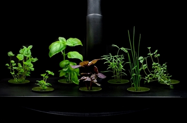 Hydroponic-gardening-planters-indoor-herb-garden-ideas