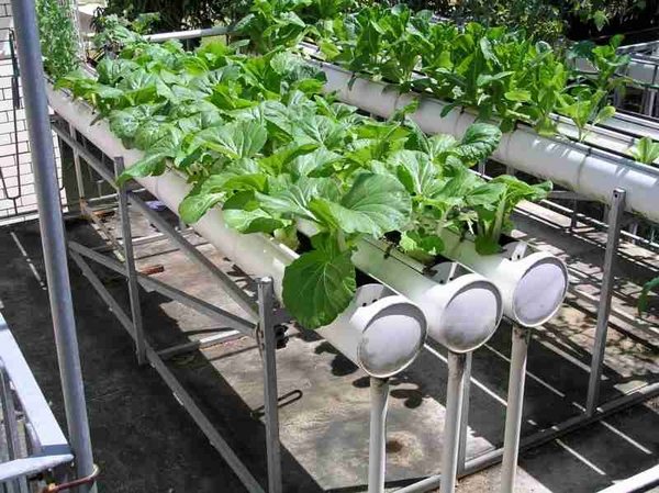 Hydroponic-gardening-pros cons benefits