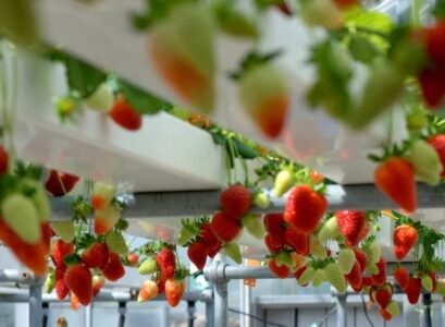 Hydroponic-plants-ideas-strawberry