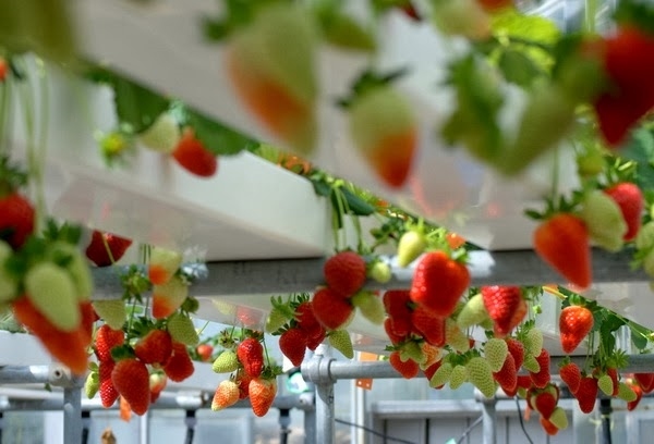 Hydroponic-plants-ideas-strawberry