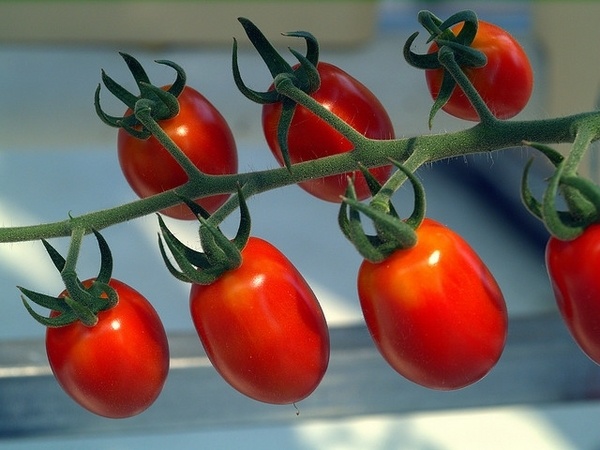 Hydroponic-plants-ideas-tomatoes-vegetable-garden-ideas