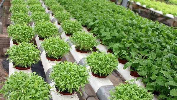 Hydroponics-pros-cons-what-is-hydroponics-modern-gardening