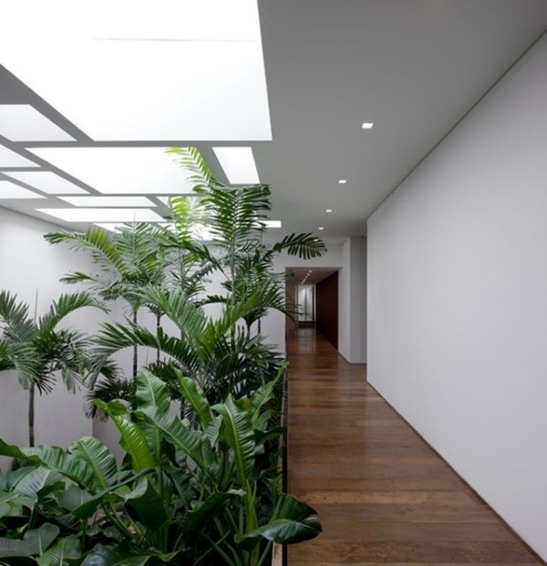 Philodendron fern houseplants-indoor-gardening-ideas