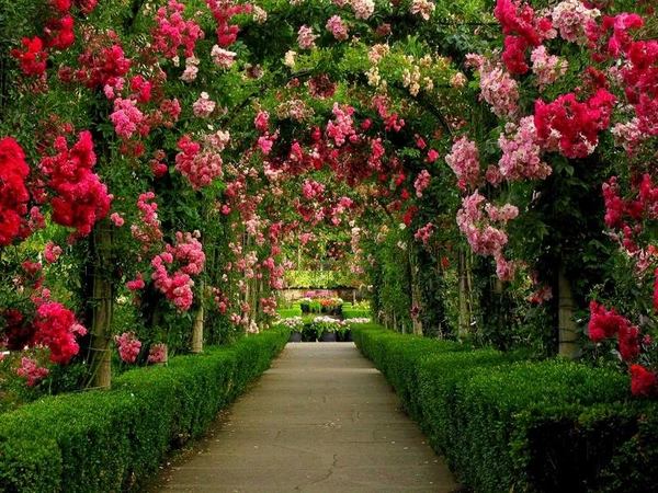 amazing-rose-gardens-walkway-arch-blooming-roses