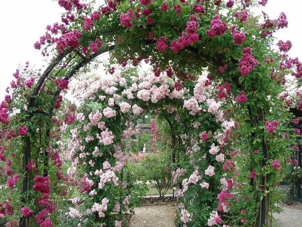 arch-roses-garden-design-ideas-pink-white-rose-bush