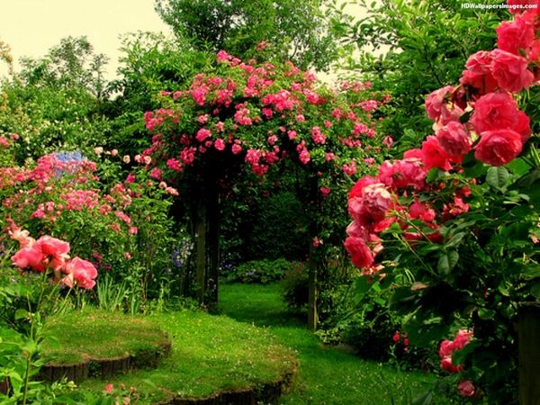 backyard-oasis-ideas-rose-shrubs-garden-trelis