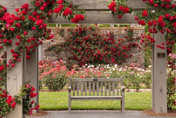 The charming and romantic beauty of a splendid rose garden