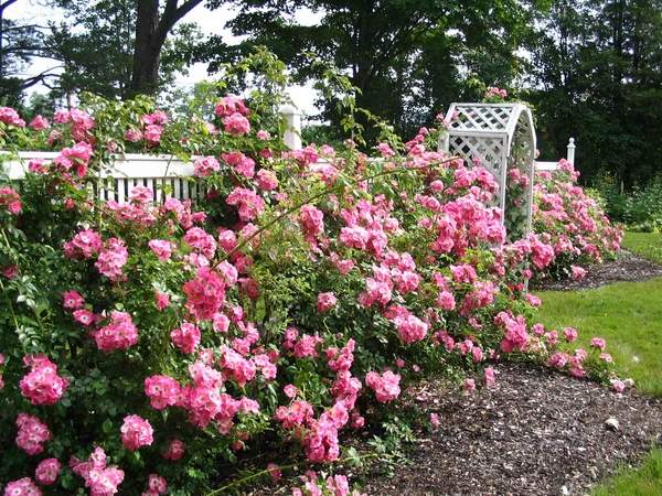 rose-gardens-pink-roses-white-garden-fence-trelis
