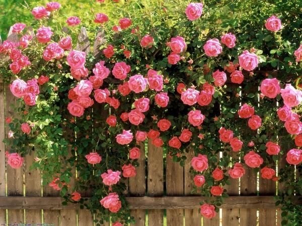 home-garden-ideas-roses-privacy-wall-ideas