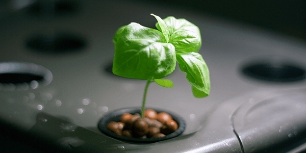 how to grow-hydroponic-herbs-indoor-garden-ideas