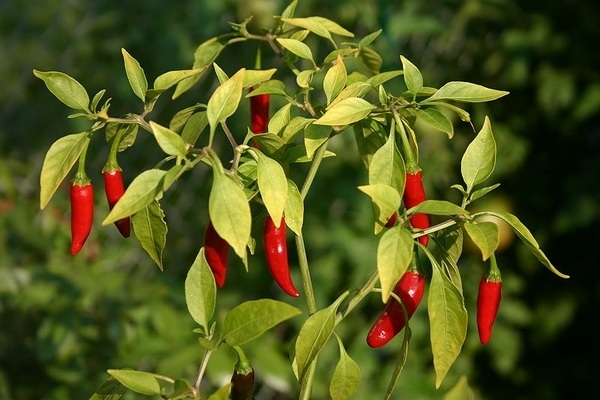 hydroponic-garden-plants-ideas-vegetable-garden-ideas-peppers