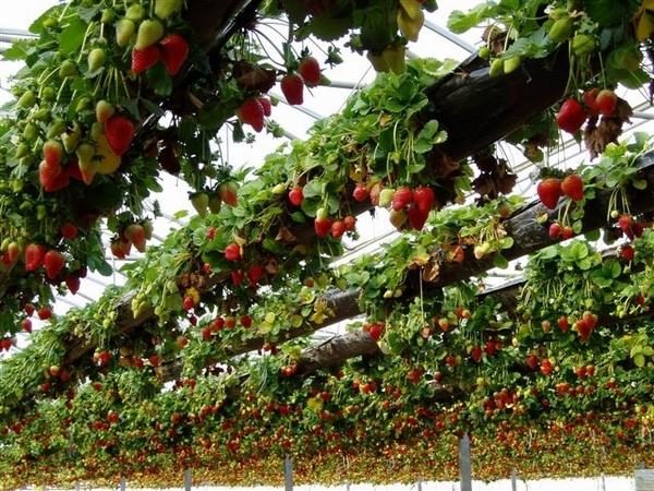 hydroponic-garden-strawberies-fruit-vegetable-garden-ideas