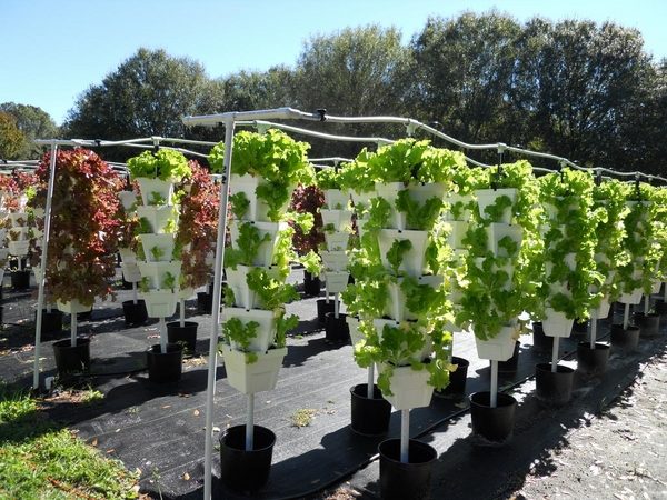 hydroponic-gardening-benefits-plant-ideas