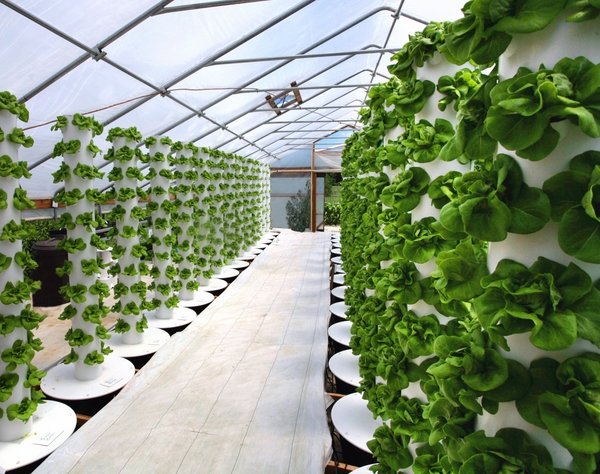 hydroponic-gardening-ideas-greenhouse-vegetable-garden-ideas