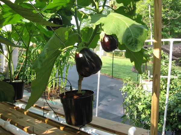 hydroponic-gardening-ideas-plants-ideas-eggplant