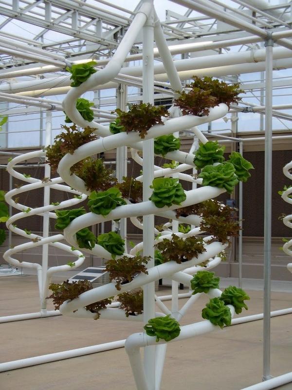 hydroponic-gardening-ideas-tips-for-beginners