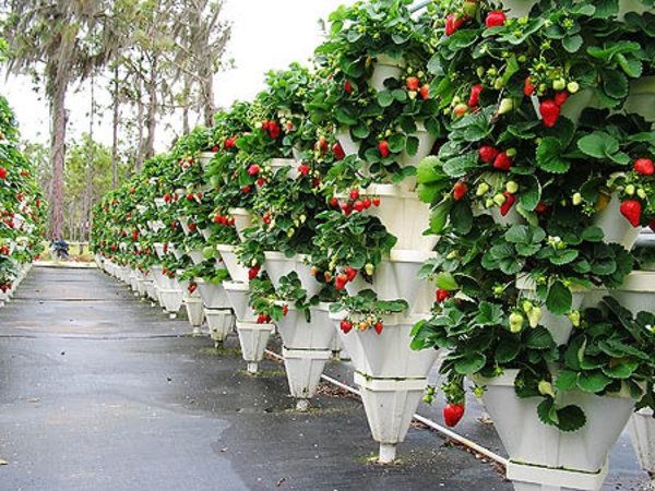 hydroponic-gardening-modern-vertical-garden-ideas-strawberries