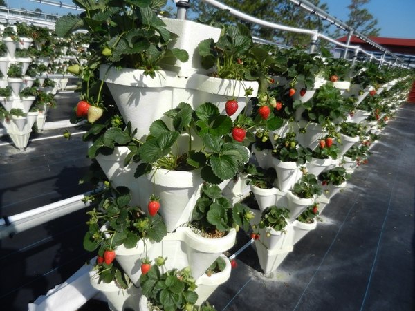 hydroponic-gardening strawberry growing ideas