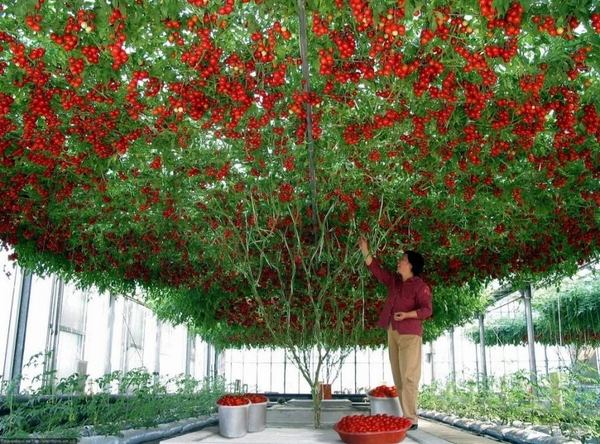 hydroponic-gardening-tomato-growing-ideas