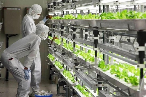 hydroponic-lettuce growing modern gardening