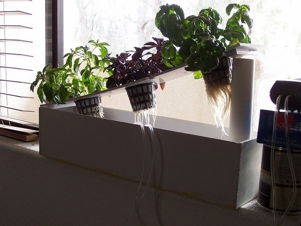 hydroponic garden herb window indoor system systems culture hydroponics gardening idea water basil plans growing plants perfect build own