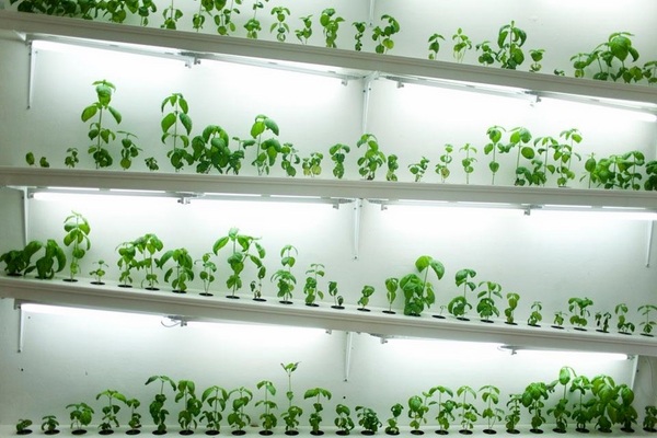 indoor-hydroponic-systems-herb-garden-ideas-modern-gardening
