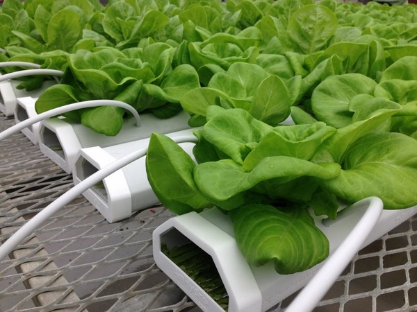 lettuce growing-what-is-hydroponics-modern gardening