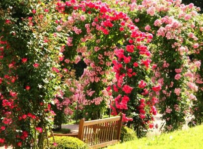 most-beautiful-rose-garden-arches-climbing-roses-garden-bench