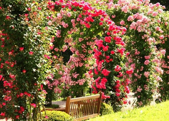 most-beautiful-rose-garden-arches-climbing-roses-garden-bench